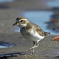 Double-banded Plover back to the beach<br />Canon EOS 7D + EF300 F2.8L III + EF2xIII